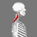 gif animation of a rotational view of levator scapulae