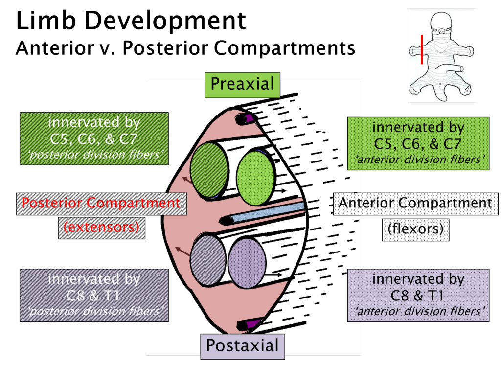 Development of anterior and posterior muscle compartments in the upper limb. Notice that there is an anterior preaxial compartment and a posterior preaxial compartment and an anterior postaxial compartment and a posterior postaxial compartment.