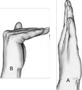 Flexion and extension at the metacarpophalangeal joints