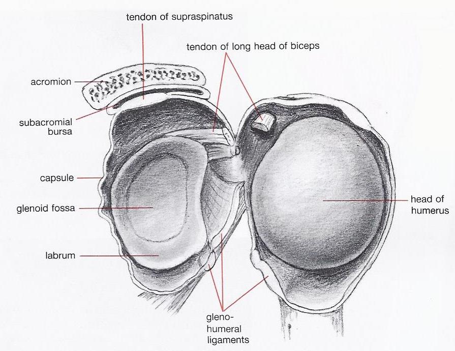 Interior view of glenohumeral joint. Lateral view of the glenoid fossa. Notice the relationship between the subacromial bursa and the tendon of supraspinatus. From MacKinnon & Morris, Oxford Textbook of Functional Anatomy, Volume 1, Musculoskeletal System; 1986, Oxford University Press; 0-19-261517-3, Figure 6.3.2.