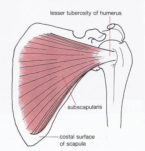 Subscapularis. From MacKinnon & Morris, Oxford Textbook of Functional Anatomy, Volume 1, Musculoskeletal System; 1986, Oxford University Press; 0-19-261517-3, Figure 6.3.3.