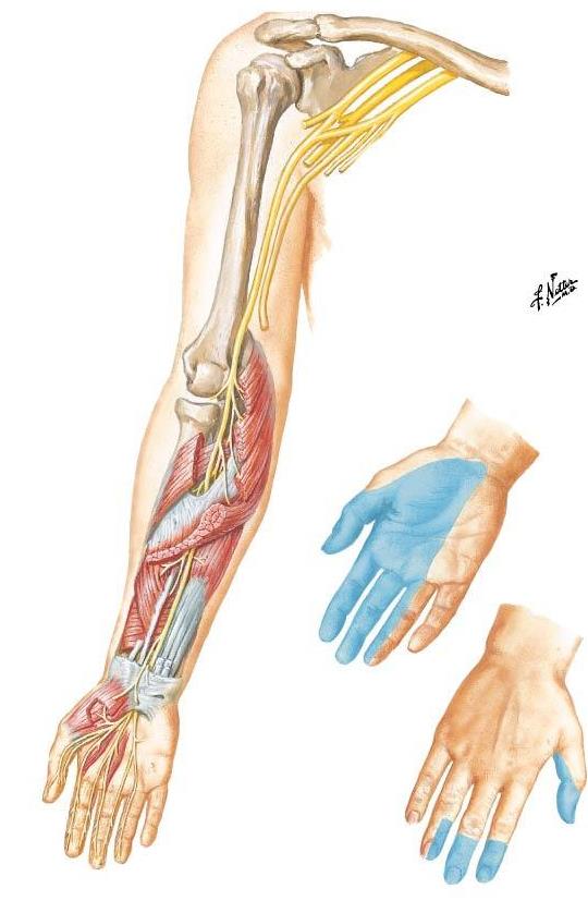 Course of the Median Nerve through the upper limb. From Netter Presenter