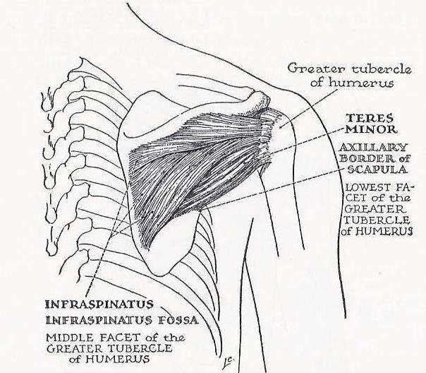 Line drawing showing teres minor and infraspinatus and their bony attachments.