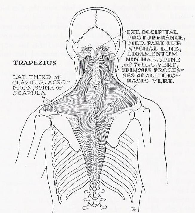 Trapezius. On the right side, the muscle is contracted, retracting the scapula. From Millard, King, & Showers, Human Anatomy & Physiology, 4th Edition; 1956, WB Saunders Company, Figure 149.