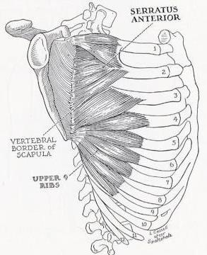 Line drawing of the serratus anterior and its bony attachments.