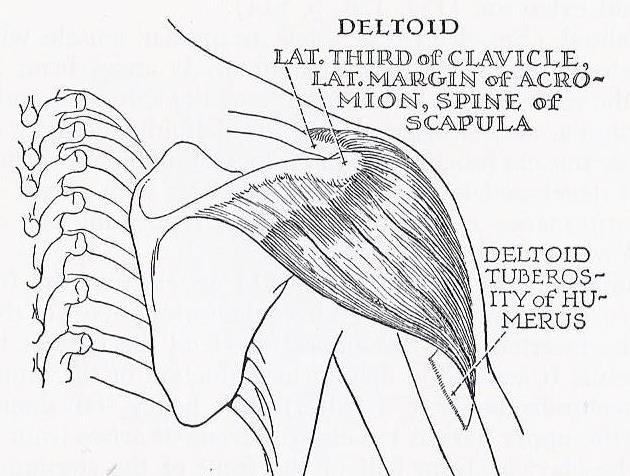 Line drawing showing deltoid and its bony attachments.