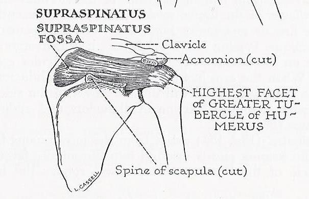 Line drawing of supraspinatus and its bony attachments.