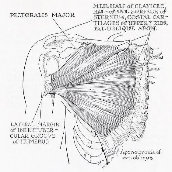 Line drawing of pectoralis major and its bony attachments