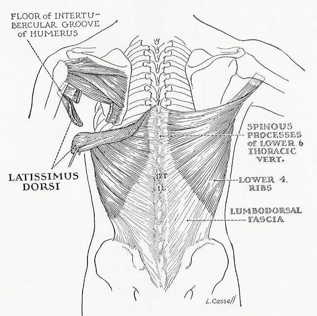 Line drawing of latissimus dorsi and its bony attachments.