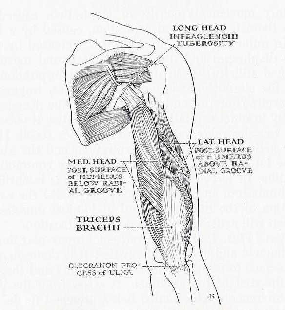 Triceps Brachii. From Millard, King, & Showers, Human Anatomy & Physiology, 4th Edition; 1956, WB Saunders Company; Figure 159.