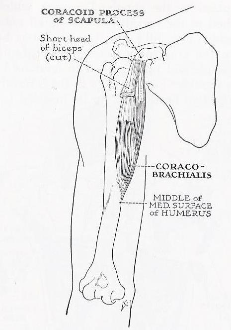 Line drawing of coracobrachialis and its bony attachments.