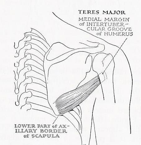 Line drawing showing teres major and its bony attachments.