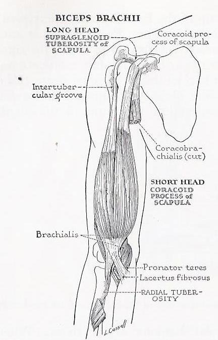 Line drawing of biceps brachii and its bony attachments