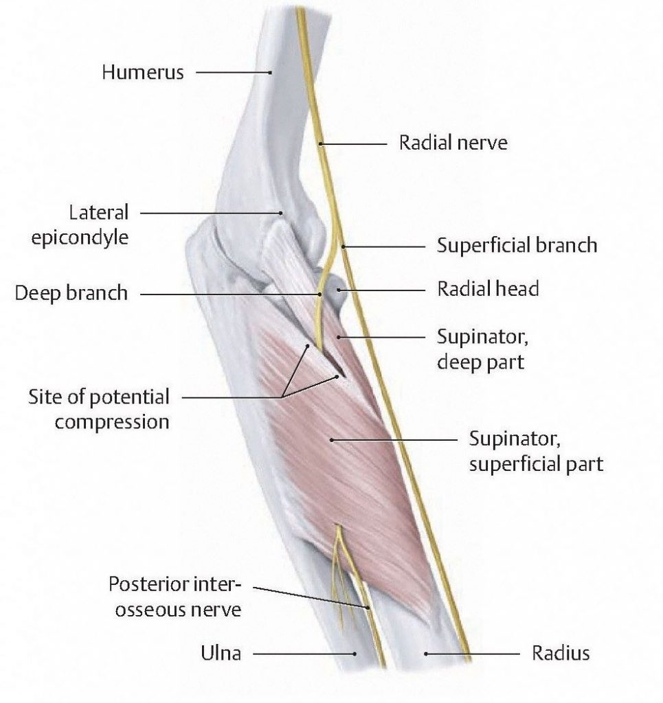 The course of the Radial Nerve through the forearm. From Schuenke et al., THIEME Atlas of Anatomy, THIEME 2007, pp. 344-345.