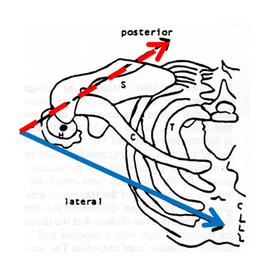 Superior View of Scapula (S), Clavicle (C), Humeral Head (H), and Thorax (T). The dot in the head of the humerus represents the vertical axis, around which medial and lateral rotation occur. The dotted (red) line represents the position (and pulls) of infraspinatus & teres minor muscles. The solid (blue) line represents the position (and pulls) of pectoralis major.