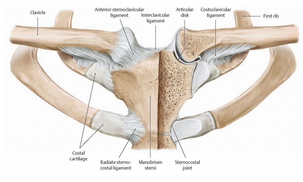 Diagram of the sternoclavicular joint from an anterior view.