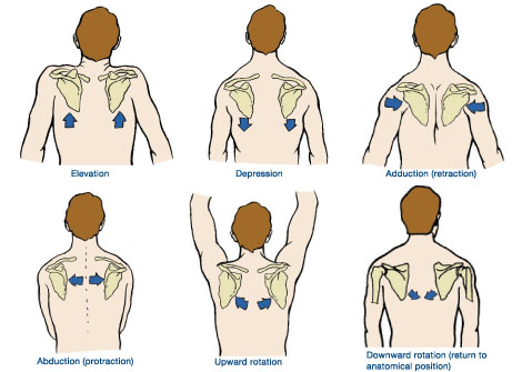 Movements of the sternoclavicular joint. Both the scapula and clavicle move during these motions because the acromioclavicular joint ties them together.