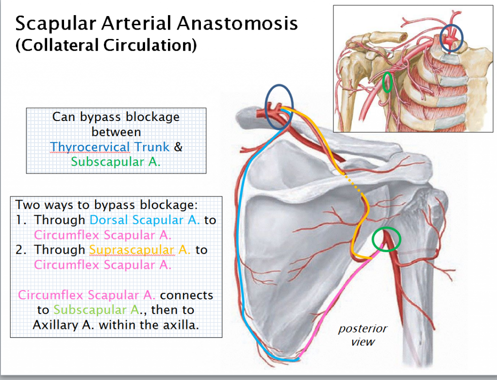 A blockage in the axillary artery between the thyrocervical trunk and subscapular artery can be bypassed through arteries that travel through the dorsal surface of the scapula. Figures from Netter Presenter and Thieme.