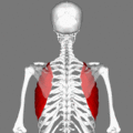 gif animation showing a rotational view of serratus anterior. 