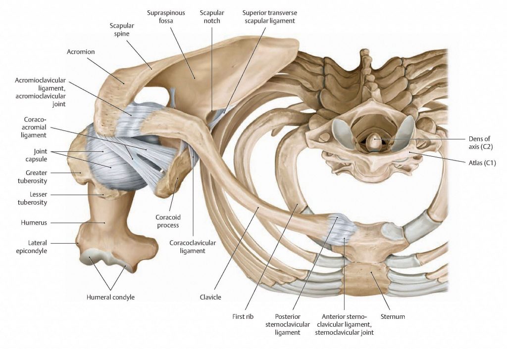 Superior view of shoulder girdle joints: sternoclavicular and acromioclavicular joints. From Schuenke et al., THIEME Atlas of Anatomy, THIEME 2007, pp. 228-229.