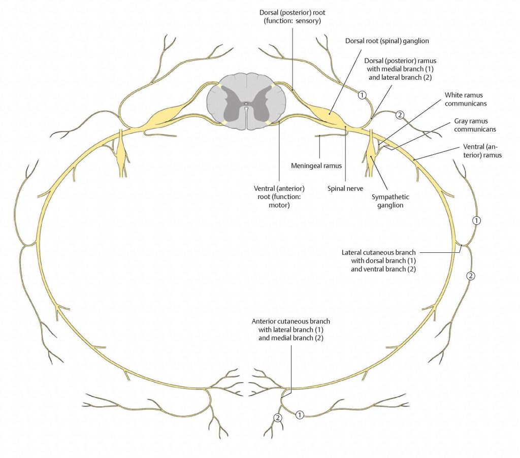 Organization of a spinal nerve and its branches. From Schuenke et al., THIEME Atlas of Anatomy, THIEME 2007, pp. 62-63.