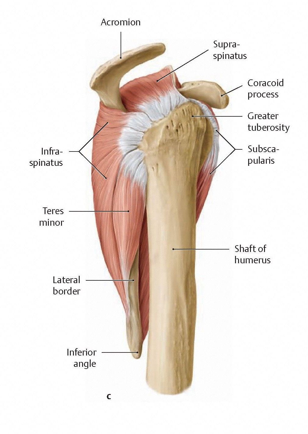 Rotator Cuff Muscles. Lateral View.