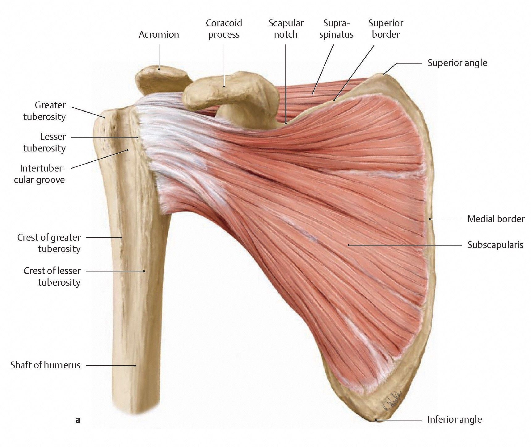 Labeled diagram of the scapular muscles from an anterior view