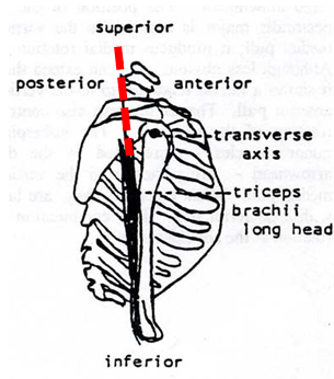 Illustration of the pull of Triceps Brachii.