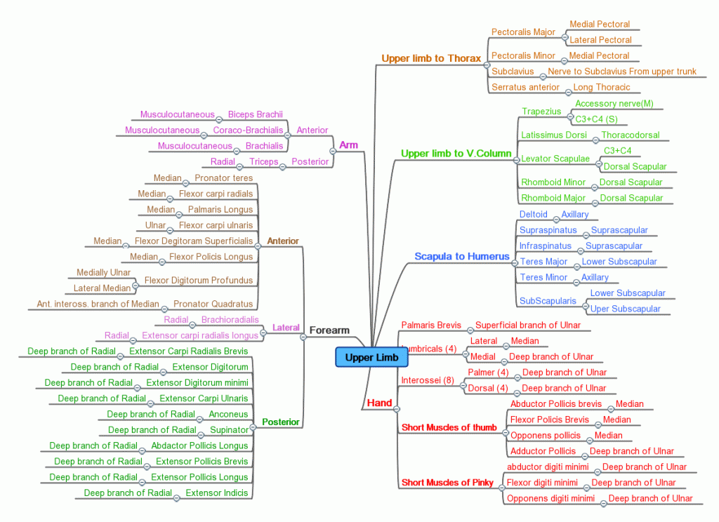 Mind map of muscle innervation in the upper limb.