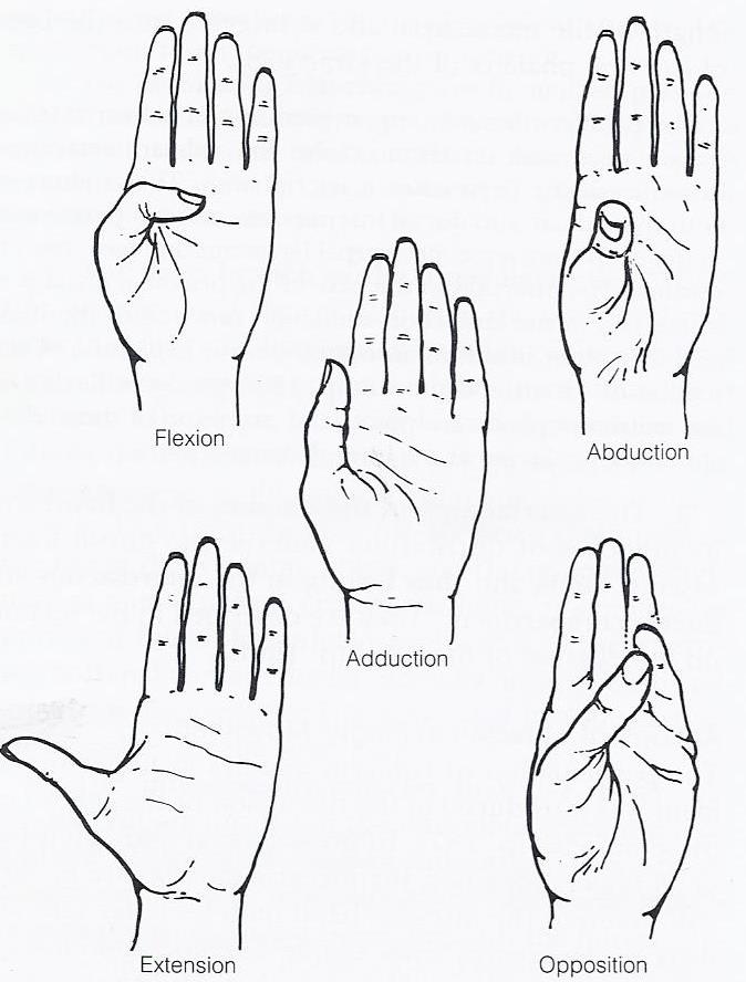 movements of the thumb