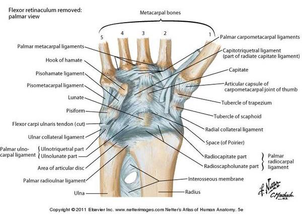 Ligaments of the wrist joint. (You are not responsible for knowing all of their names. Just appreciate the huge extent of ligamentous connections between the bones at the wrist joint.) From Netter Presenter.