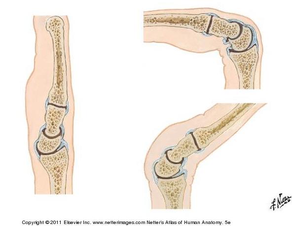 Flexion (top) and extension (bottom) of the wrist joint. From Netter Presenter.
