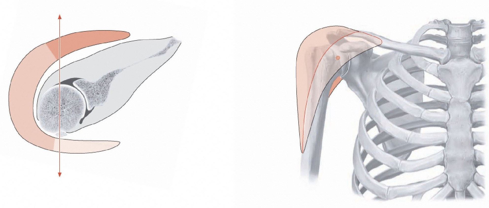 Drawing showing the three parts of the deltoid muscle in relation to the glenohumeral joint.