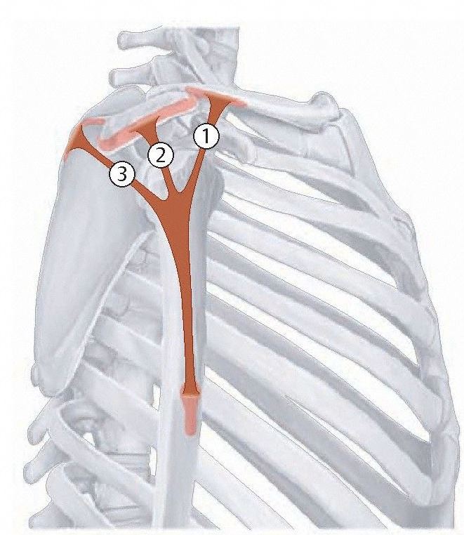 Schematic diagram of the three parts of the deltoid muscle and bony attachments.