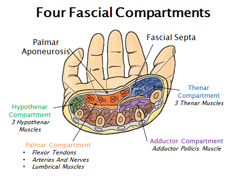 fascial compartments of the hand