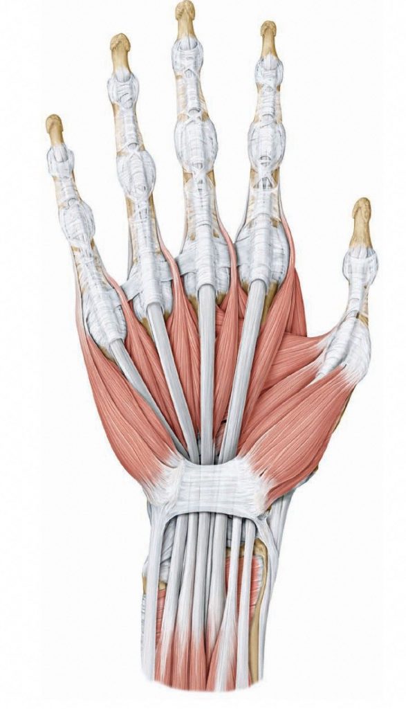 Flexor digitorum tendons pass through the carpal tunnel on their way to the hand. The median nerve also passes through the small space of the carpal tunnel. From Schuenke et al., THIEME Atlas of Anatomy, THIEME 2007, pp. 354-355.