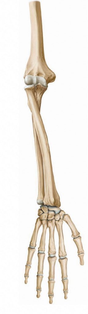 Bones of the forearm during pronation. From Schuenke et al., THIEME Atlas of Anatomy, THIEME 2007, pp. 218-219.