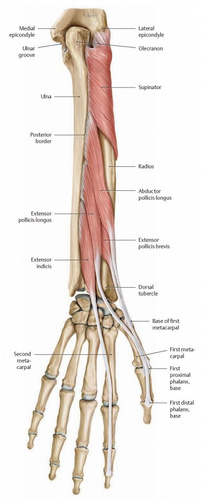 Deep extensor muscles of the forearm. From Schuenke et al., THIEME Atlas of Anatomy, THIEME 2007, pp. 278-279.
