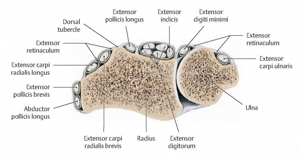 Cross section through extensor retinaculum in distal forearm.