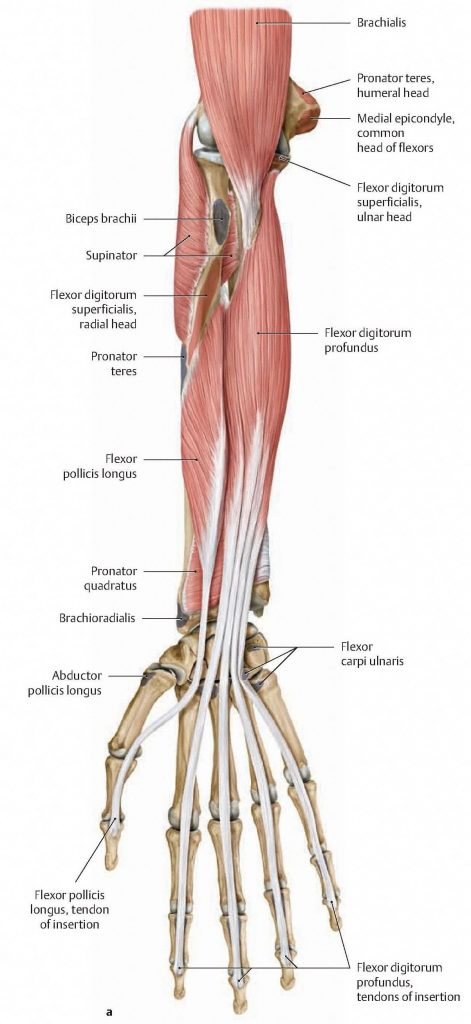 The third layer of flexor forearm muscles consists of flexor digitorum profundus and flexor pollicis longus. From Schuenke et al., THIEME Atlas of Anatomy, THIEME 2007, pp. 292-293.