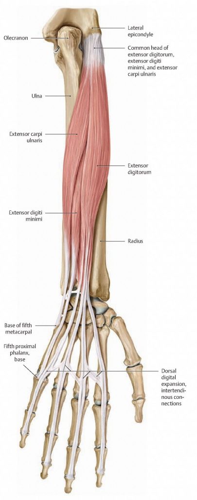 Muscles of medial group of forearm extensors. From Schuenke et al., THIEME Atlas of Anatomy, THIEME 2007, pp. 278-279.