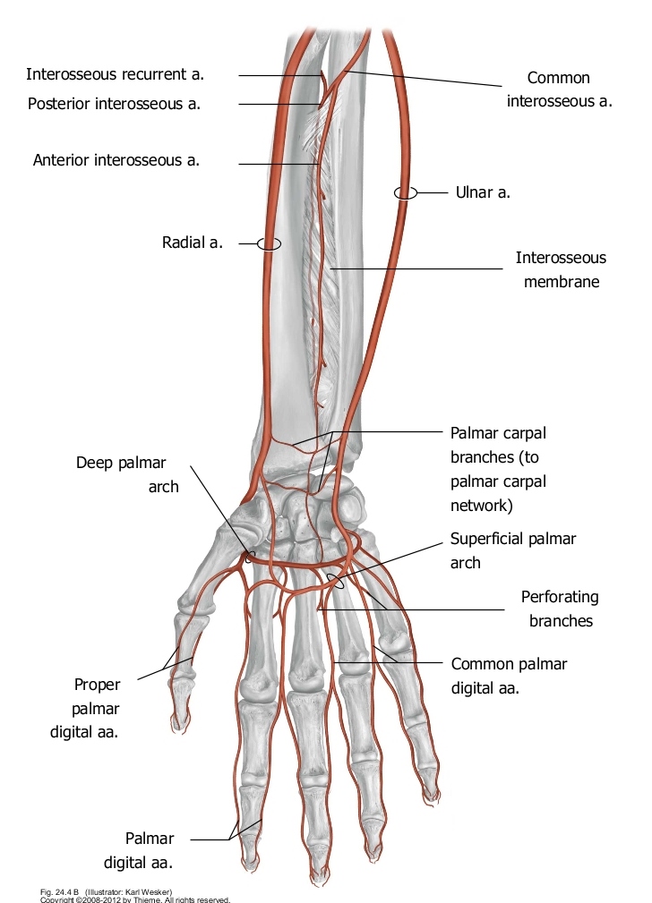 Arteries of the Forearm and Wrist. From Schuenke et al., THIEME Atlas of Anatomy, THIEME 2007.