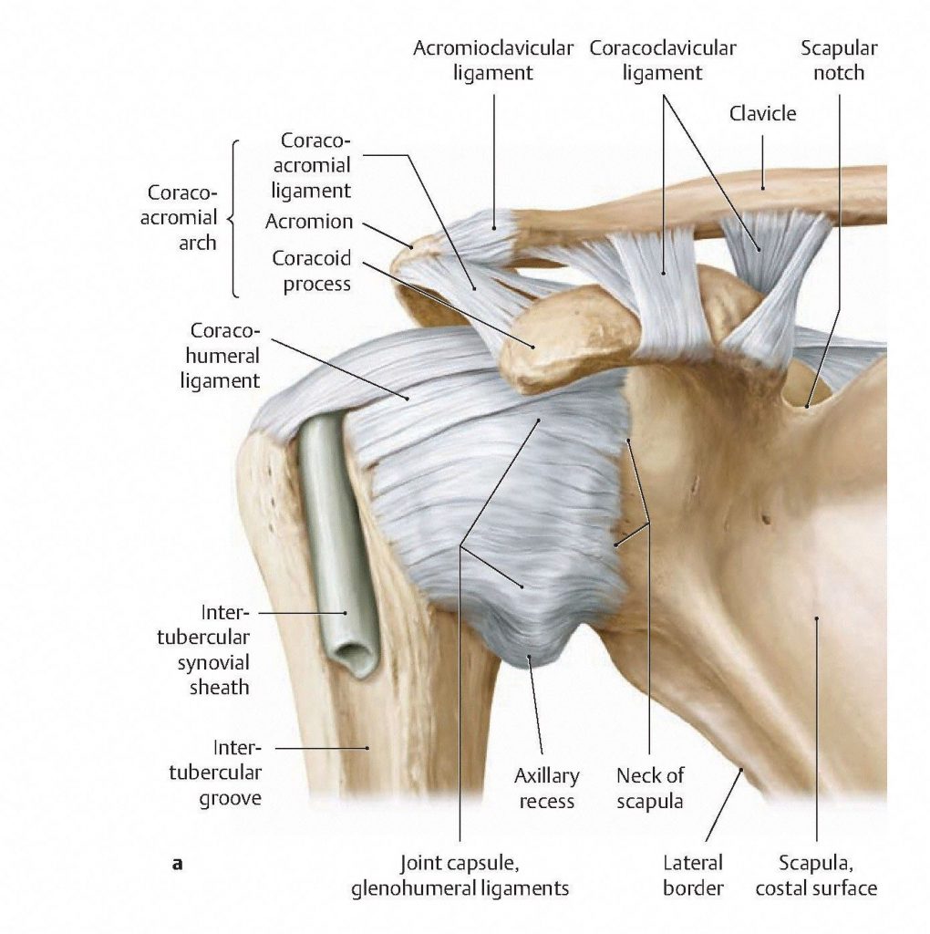 This sketch is a highly diagrammatic view of the shoulder joint capsule. The glenoid labrum can be seen inside the joint. The joint capsule is very lax, allowing a large freedom of movement in the joint.From Schuenke et al., THIEME Atlas of Anatomy, THIEME 2007, pp. 230-231.
