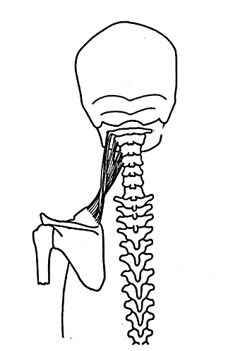 Line drawing of levator scapulae.