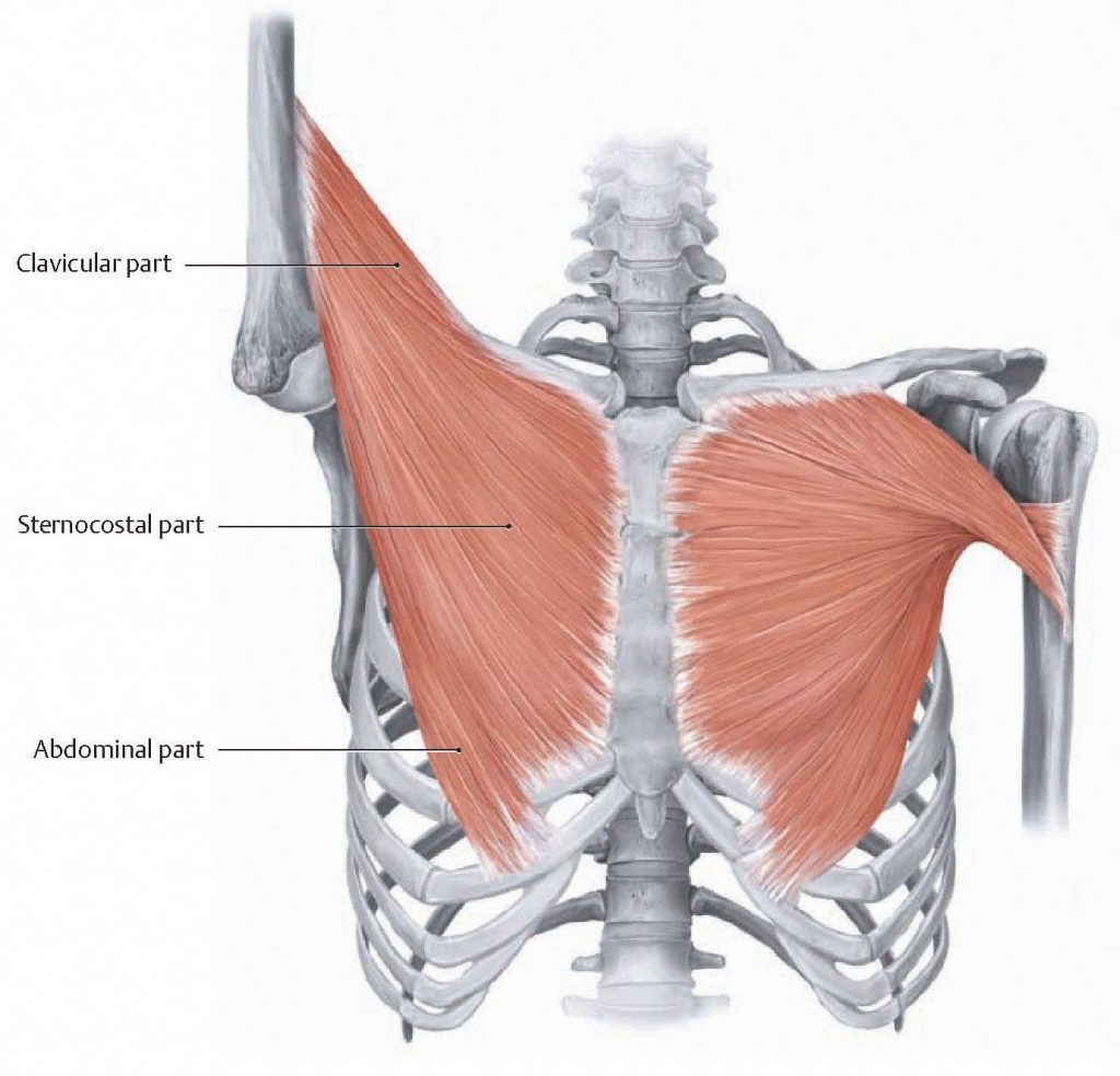 Pectoralis Major shown in anatomical position and when the arm is flexed. When the arm is flexed, the orientation of the clavicular fibers of the muscle causes extension back to anatomical position. From Schuenke et al., THIEME Atlas of Anatomy, THIEME 2007, pp. 268-269.