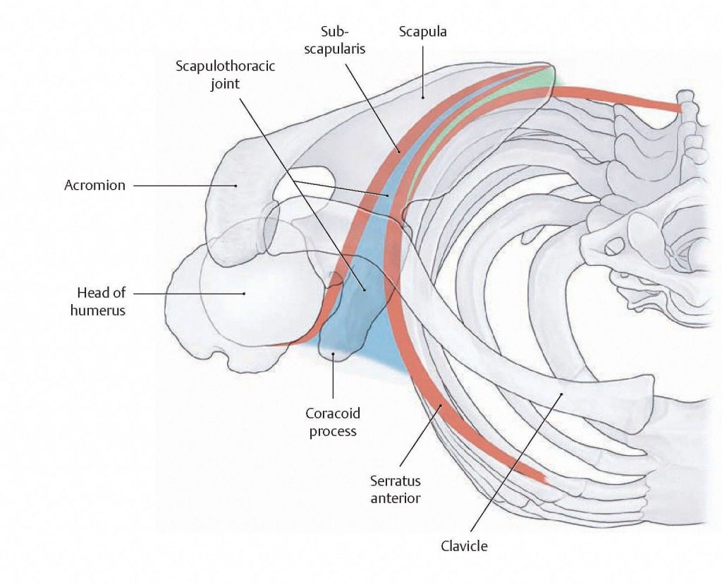 Diagram of a transverse section through the thorax showing the position of serratus anterior between the anterior surface of scapula and ribs. 