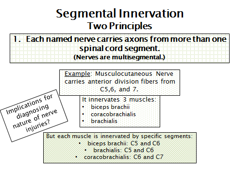 prinicples of segmental innervation - part one