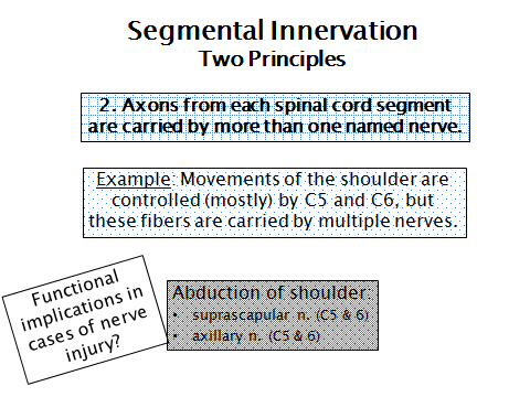 segmental innervation 2