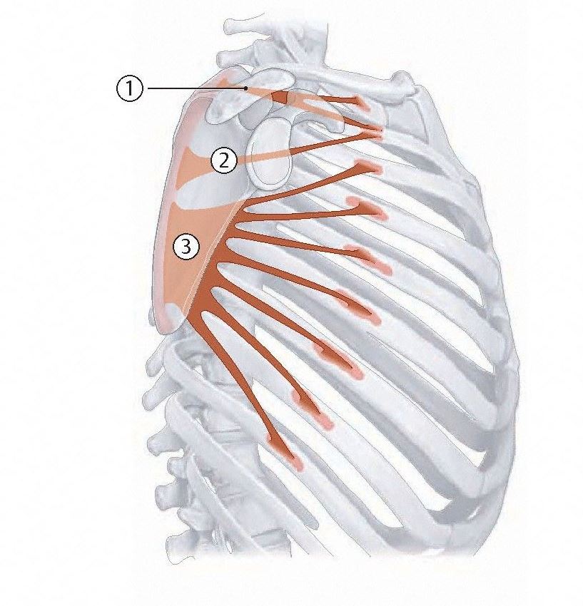 Schematic diagram of Serratus Anterior. Horizontal section showing position of serratus anterior between anterior surface of scapula and ribs. From Schuenke et al., THIEME Atlas of Anatomy, THIEME 2007, pp. 260-261.