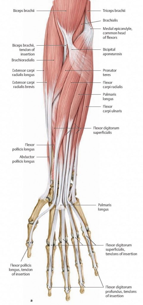 Superficial Layer of Muscles of the Flexor Forearm. From Schuenke et al., THIEME Atlas of Anatomy, THIEME 2007, pp. 292-293.